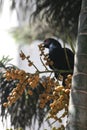 The blood red eyed Asian Koel